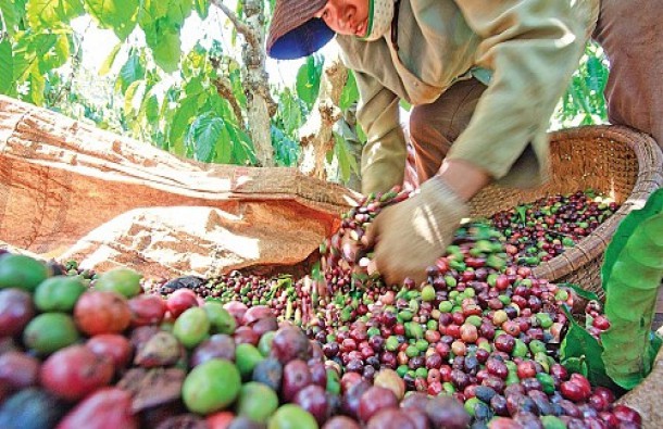 Thương hiệu “Buon Ma Thuot Coffee” được nhiều quốc gia phát triển bảo hộ